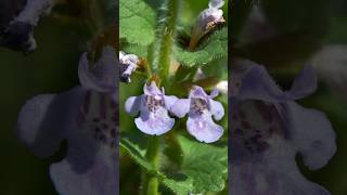 Glechoma hederaceae The Ground Ivy Wonder shorts flowers PlantsWorld [upl. by Harahs]