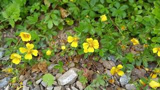 Creeping Cinquefoil  A visual guide to this hardy groundcover with cheerful yellow blooms [upl. by Baruch]