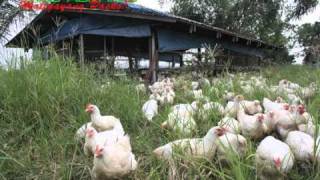 OrganicNatural Farming FreerangePastured Chicken [upl. by Alecram]