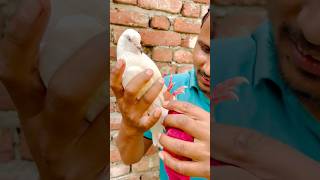 Kabuter Ke Per Me Ye Kya Laga Hua Hai  pigeon reaction shorts skpigeonloft [upl. by Brodsky660]