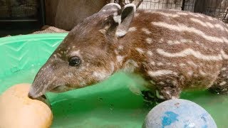 Endangered Tapir Celebrates First Birthday [upl. by Goldberg]