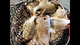 Fishing for Bream at Jumpinpin during winter  Deep water techniques [upl. by Kazmirci]