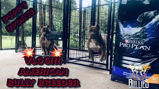 VLOG A Day In A Life Of A American Bully Breeder [upl. by Sammer]