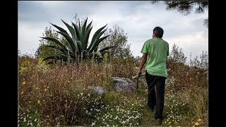 Tipos de maguey para hacer pulque en CDMX [upl. by Boswell]