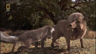 Killer Pig Entelodon Daeodon vs Amphicyon Beardog  Prehistoric Predators Episode 6 [upl. by Claudine]