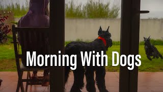 Morning With Dogs ✨ Real Time Background Piano Music For Study Reading amp Relax [upl. by Aziul885]