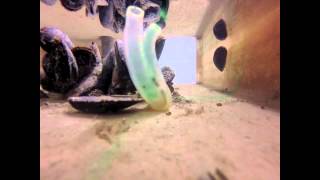 Filter feeding tunicate [upl. by Orban369]