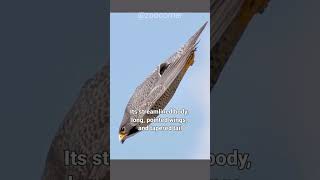 Peregrine Falcon  The Fastest Bird In The World [upl. by Maud]