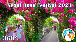 360° Experience Seoul Rose Festival 2024  Immersive VR Tour  8K 360 3D Video [upl. by Hardman]