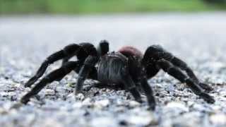 Mexican Redrump Tarantula Calakmul Biosphere Reserve Mexico [upl. by Aliahs]