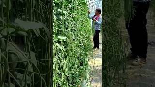 Amazing Yard Long Beans Farming will be Surprised to See the Yield  shorts yardlongbean [upl. by Yendahc]