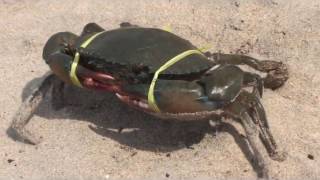 केकड़ा  Crab  Crabe  alimasag  Kepiting  سلطعون  螃蟹  カニ  caranguejo  Κάβουρας I краб [upl. by Garnette]