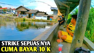 Pemancingan ini selalu rame  Tempat mancing di jogja  Umpan ampuh ikan bawal [upl. by Irotal]