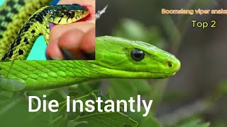 The dangers of Boomslang viper snakes [upl. by Niven]