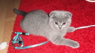 Scottish Fold Kater Perseus  unser kleiner Halbgott und neues Familienmitglied [upl. by Faith]