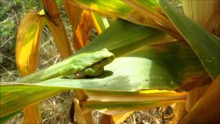 Laubfrosch im Maisfeld [upl. by Jaquith98]