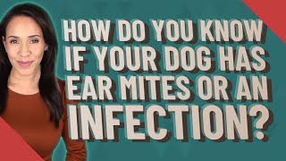 How do you know if your dog has ear mites or an infection [upl. by Ecyaj]