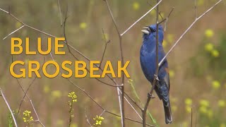 Blue Grosbeak Bigbilled Bunting [upl. by Whitman]