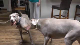 Weimaraner male 18 months and Female Weim 5 years old playing at home😁 [upl. by Ricky]