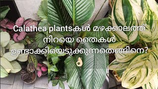 Calathea plant care malayalam  How to grow more Calathea plants easily and fast at home 👍🏻 [upl. by Moule834]