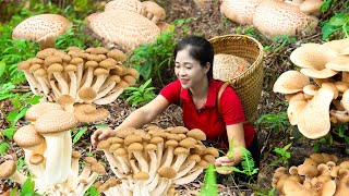 Harvest Mushroom Goes To Market Sell  Harvesting And Cooking  Lý Song Ca [upl. by Bbor]