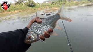 RACIKAN UMPAN IKAN TAWES SIRIP MERAH‼️SUPER JITU [upl. by Amaso]