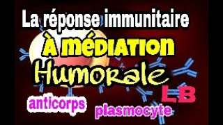 Le mécanisme de la réponse immunitaire spécifique à médiation humorale [upl. by Reteid]