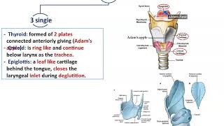 Anatomy of the Larynx  Dr Ahmed Farid [upl. by Noraj]