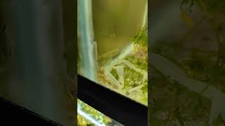 Alimentando a las gambas acuariofilia gambas neocaridina shrimp shorts viralvideo calmdown [upl. by Yzeerb]