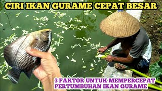 3 faktor untuk mempercepat pertumbuhan ikan gurame [upl. by Essyla509]