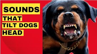 Sounds That Make Dogs Tilt Their Head  GUARANTEED Dog barking Compilation 🤔 [upl. by Aromat]