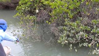 Mud crabbing In stanage Bay Nth Queensland [upl. by Clementas914]