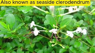 Seaside Clerodendrum [upl. by Tennos]