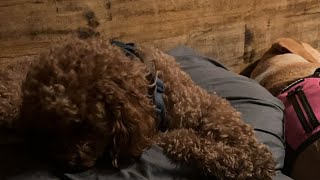 💤DOGS livestream dogshorts doglover cutedog puppy viralshort happydog doglovers cute [upl. by Tterrab]