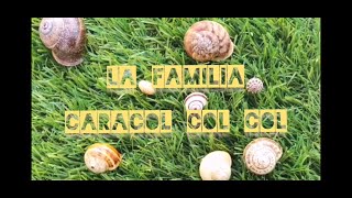 Caracol col col [upl. by Ainitsirk]