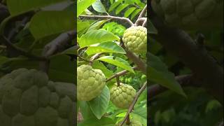 فاكهة القشطة Annona squamosa طعام غذاء fruit اكسبلور علاج وصفات tarbooj دايت [upl. by Akerdna234]