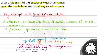 Draw a diagram of the sectional view of a human seminiferous tubule and label any six of its par [upl. by Silden]