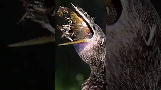 Anhinga Bird Swallows a HUGE Fish Whole [upl. by Itnuahsa]