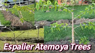 How to make Espalier Atemoya tree [upl. by Annayak]