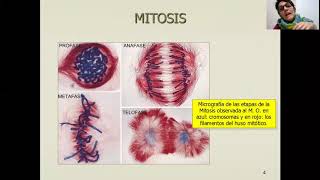 Fisión binaria y mitosis [upl. by Emelda903]