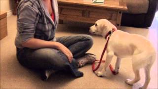 How to train your PUPPY to walk on a loose leash [upl. by Rotberg888]