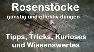 Rosenstöcke günstig düngen  biologischer Rosendünger Banane Schale  Rosen pflegen [upl. by Falcone]