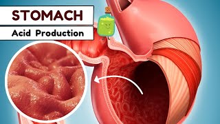 Stomach Acid  Gastrointestinal [upl. by Nomyt]