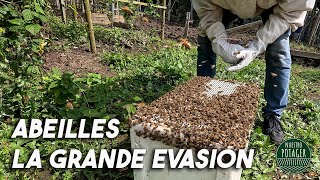 Abeilles la Grande Évasion [upl. by Leandro]