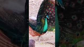 quotClose Encounter with Green Peafowls Behaviors and Courtship Displaysquot🦚🦚🦚 [upl. by Vicky389]