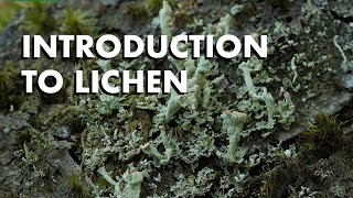 An Introduction to Lichen [upl. by Musser829]