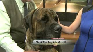 Meet the English Mastiff [upl. by Colas]