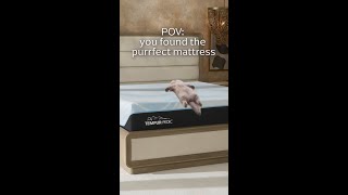 POV You Found The Purrfect Mattress [upl. by Marabel]