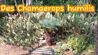 DES CHAMAEROPS HUMILIS HORS NORMES  😏🌴 [upl. by Chari]