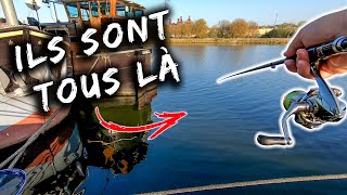 Pêche des carnassiers en canal  Ils sont tous là [upl. by Aridni]